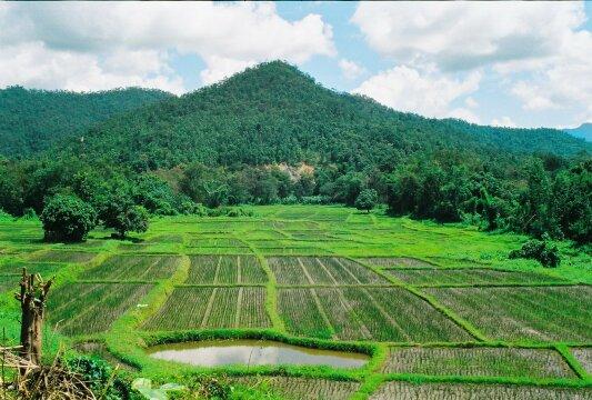 Рисовое поле, северный Таиланд. Фото Свободно для коммерческого использования, Атрибуция не требуется. Бесплатное стоковое фото для свободного скачивания