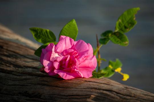 Розовый цветок (27). Фото Свободно для коммерческого использования, Атрибуция не требуется. Бесплатное стоковое фото для свободного скачивания