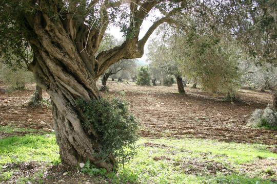 Оливковый сад. Фото Свободно для коммерческого использования, Атрибуция не требуется. Бесплатное стоковое фото для свободного скачивания