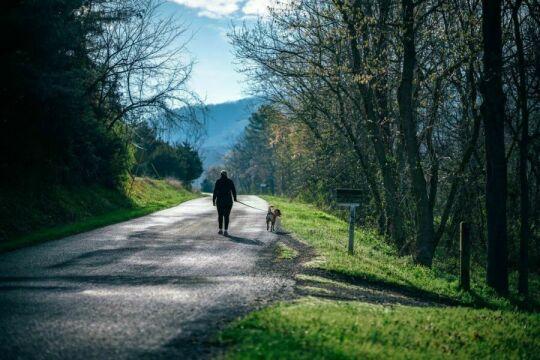 Женщина гуляет с собакой по дороге в лесу. Фото Free for commercial use, No attribution required. Бесплатное стоковое фото для свободного скачивания
