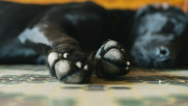 Лапы спящей собаки. Фото Свободно для коммерческого использования, Атрибуция не требуется. Бесплатное стоковое фото для свободного скачивания