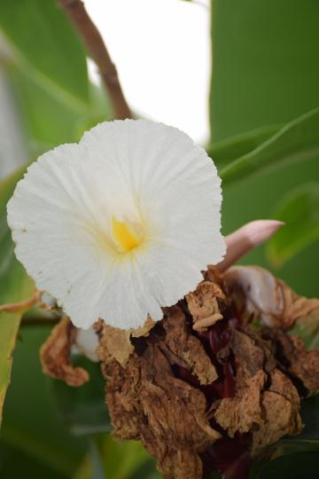 Белая орхидея. Фото Свободно для коммерческого использования, Атрибуция не требуется. Бесплатное стоковое фото для свободного скачивания