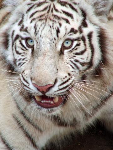 Белый тигр (3). Фото Свободно для коммерческого использования, Атрибуция не требуется. Бесплатное стоковое фото для свободного скачивания