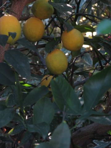 Лимоны, свисающие с дерева. Фото Free for commercial use, No attribution required. Бесплатное стоковое фото для свободного скачивания