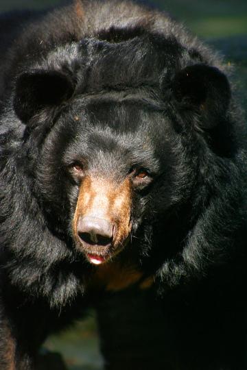 Медведь (5). Фото Свободно для коммерческого использования, Атрибуция не требуется. Бесплатное стоковое фото для свободного скачивания