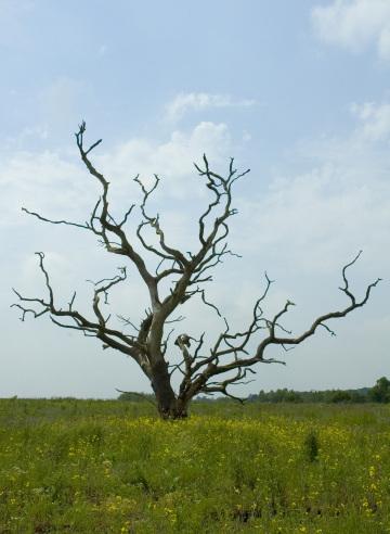 Мертвое дерево (2). Фото Свободно для коммерческого использования, Атрибуция не требуется. Бесплатное стоковое фото для свободного скачивания