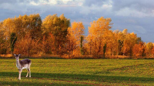 Осенний пейзаж (10). Фото Свободно для коммерческого использования, Атрибуция не требуется. Бесплатное стоковое фото для свободного скачивания