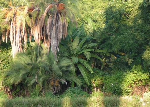 Тропические джунгли (2). Фото Свободно для коммерческого использования, Атрибуция не требуется. Бесплатное стоковое фото для свободного скачивания