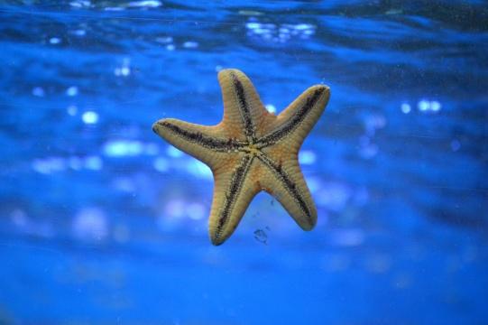Морская звезда под водой. Фото Свободно для коммерческого использования, Атрибуция не требуется. Бесплатное стоковое фото для свободного скачивания