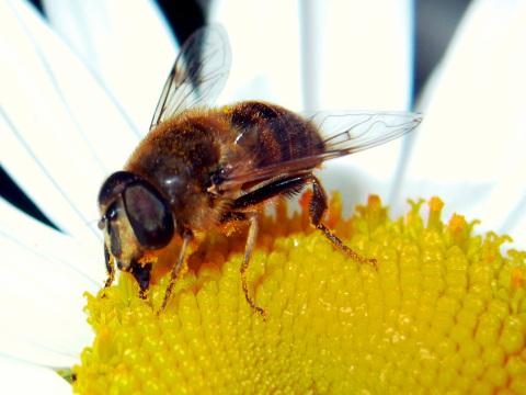 Пчела (8). Фото Свободно для коммерческого использования, Атрибуция не требуется. Бесплатное стоковое фото для свободного скачивания