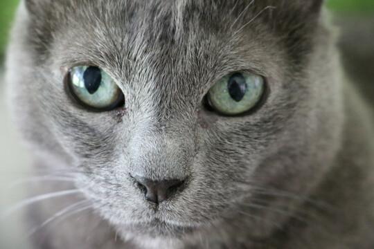 Серая кошка. Фото Free for commercial use, No attribution required. Бесплатное стоковое фото для свободного скачивания