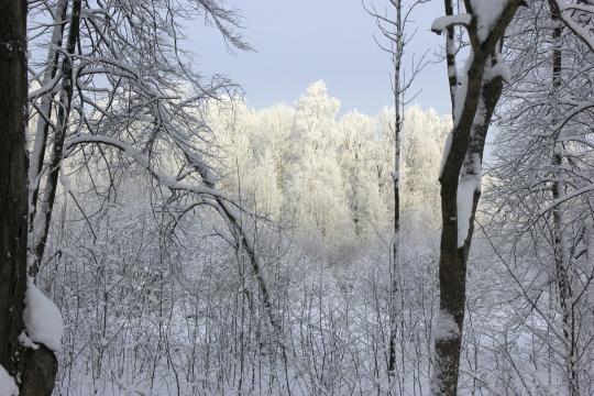 зимние деревья. Фото Free for commercial use, No attribution required. Бесплатное стоковое фото для свободного скачивания