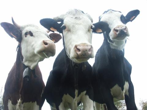 Три коровы. Фото Свободно для коммерческого использования, Атрибуция не требуется. Бесплатное стоковое фото для свободного скачивания