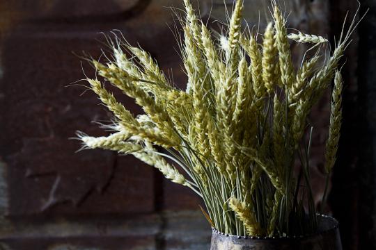 пшеница. Фото Free for commercial use, No attribution required. Бесплатное стоковое фото для свободного скачивания