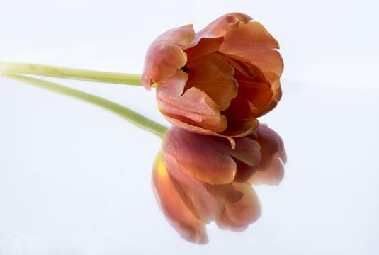 цветок тюльпана. Фото Free for commercial use, No attribution required. Бесплатное стоковое фото для свободного скачивания