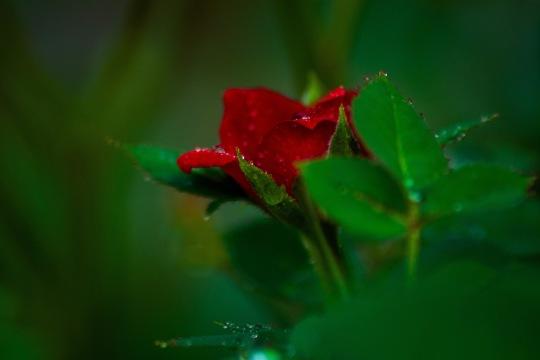 Красная роза (11). Фото Свободно для коммерческого использования, Атрибуция не требуется. Бесплатное стоковое фото для свободного скачивания