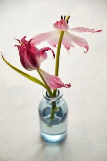 Увядающие тюльпаны в вазе. Фото Свободно для коммерческого использования, Атрибуция не требуется. Бесплатное стоковое фото для свободного скачивания
