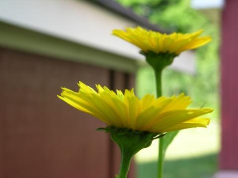 Два желтых цветка. Фото Свободно для коммерческого использования, Атрибуция не требуется. Бесплатное стоковое фото для свободного скачивания