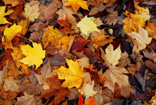 Осенние листья (19). Фото Свободно для коммерческого использования, Атрибуция не требуется. Бесплатное стоковое фото для свободного скачивания