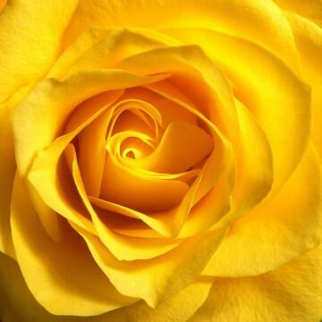 Желтая роза (5). Фото Свободно для коммерческого использования, Атрибуция не требуется. Бесплатное стоковое фото для свободного скачивания