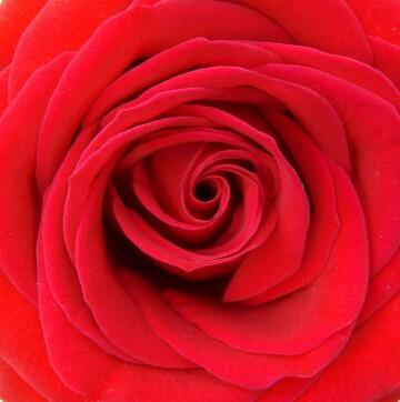 Красная роза (14). Фото Свободно для коммерческого использования, Атрибуция не требуется. Бесплатное стоковое фото для свободного скачивания