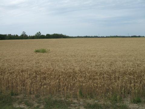 Кукурузное поле. Фото Free for commercial use, No attribution required. Бесплатное стоковое фото для свободного скачивания