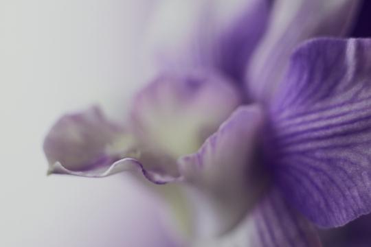 Цветок орхидеи. Фото Free for commercial use, No attribution required. Бесплатное стоковое фото для свободного скачивания
