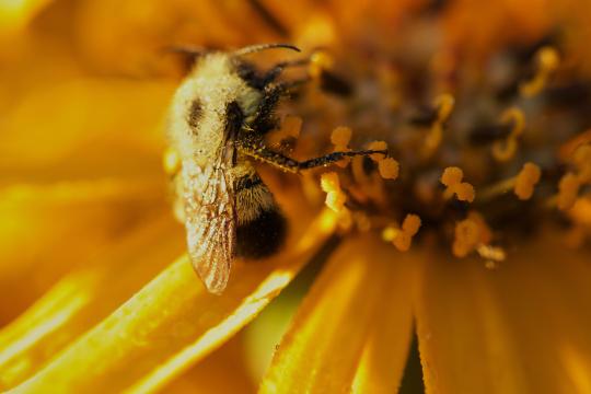 Пчелиный цветок. Фото Free for commercial use, No attribution required. Бесплатное стоковое фото для свободного скачивания