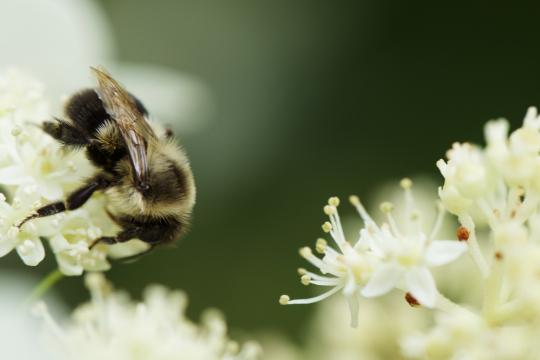 Пчелиная весна. Фото Free for commercial use, No attribution required. Бесплатное стоковое фото для свободного скачивания