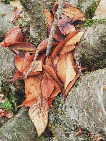 Сухие листья. Фото Free for commercial use, No attribution required. Бесплатное стоковое фото для свободного скачивания