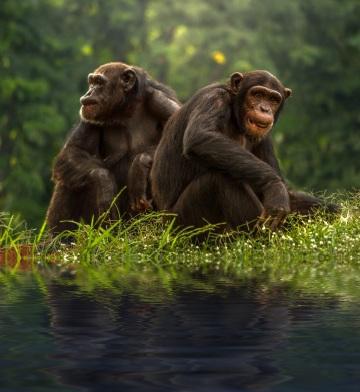 Шимпанзе. Фото Свободно для коммерческого использования, Атрибуция не требуется. Бесплатное стоковое фото для свободного скачивания