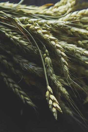 Светлая пшеница. Фото Free for commercial use, No attribution required. Бесплатное стоковое фото для свободного скачивания