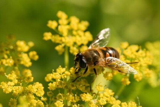 Пчелиная весна. Фото Free for commercial use, No attribution required. Бесплатное стоковое фото для свободного скачивания