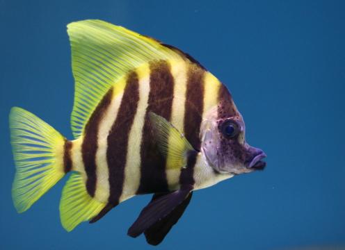 Тропическая рыба (3). Фото Свободно для коммерческого использования, Атрибуция не требуется. Бесплатное стоковое фото для свободного скачивания