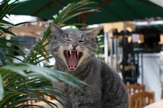 Зевающий кот (2). Фото Свободно для коммерческого использования, Атрибуция не требуется. Бесплатное стоковое фото для свободного скачивания