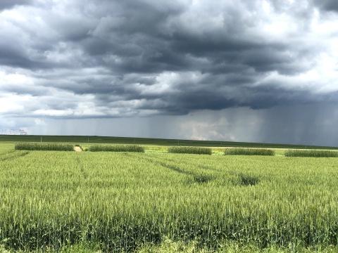 Дождь над пшеничными полями. Фото Free for commercial use, No attribution required. Бесплатное стоковое фото для свободного скачивания