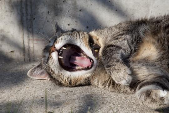 Кошка зевает. Фото Свободно для коммерческого использования, Атрибуция не требуется. Бесплатное стоковое фото для свободного скачивания
