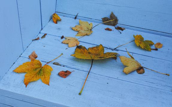 Осенние листья на синей скамейке. Фото Free for commercial use, No attribution required. Бесплатное стоковое фото для свободного скачивания