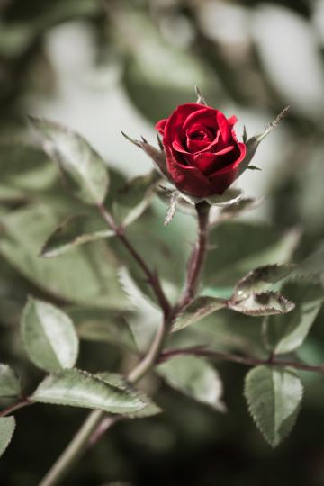 Одинокая роза. Фото Free for commercial use, No attribution required. Бесплатное стоковое фото для свободного скачивания