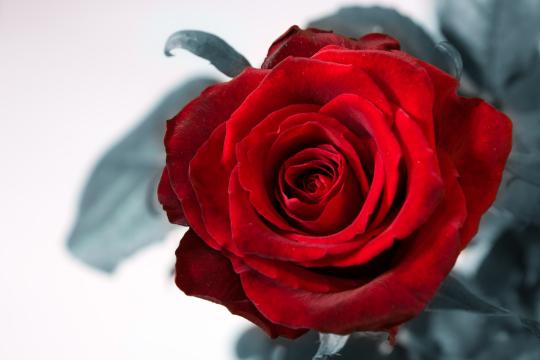 Красная роза (6). Фото Свободно для коммерческого использования, Атрибуция не требуется. Бесплатное стоковое фото для свободного скачивания