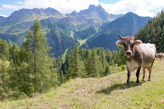 Корова на альпийском лугу. Фото Free for commercial use, No attribution required. Бесплатное стоковое фото для свободного скачивания