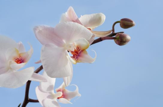 Белая орхидея (2). Фото Свободно для коммерческого использования, Атрибуция не требуется. Бесплатное стоковое фото для свободного скачивания