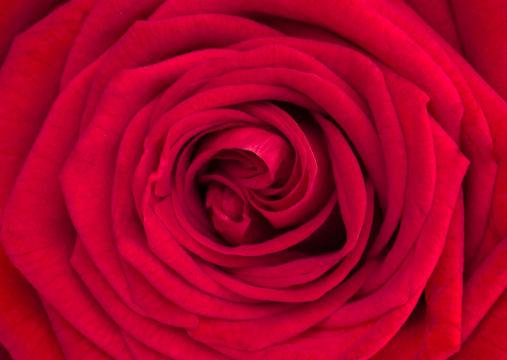 Красная роза (16). Фото Свободно для коммерческого использования, Атрибуция не требуется. Бесплатное стоковое фото для свободного скачивания