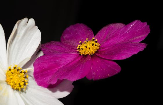 Фиолетовый и белый цветок. Фото Free for commercial use, No attribution required. Бесплатное стоковое фото для свободного скачивания