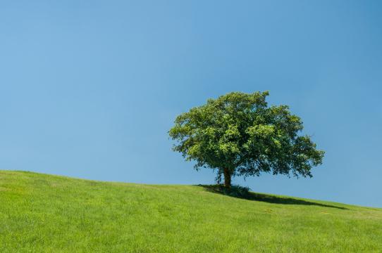 Дерево на холме. Фото Свободно для коммерческого использования, Атрибуция не требуется. Бесплатное стоковое фото для свободного скачивания