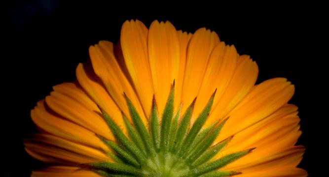Оранжевый цветок (9). Фото Свободно для коммерческого использования, Атрибуция не требуется. Бесплатное стоковое фото для свободного скачивания