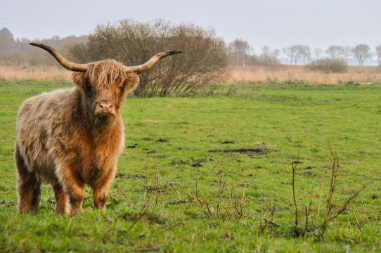 Крупный рогатый скот шотландского нагорья. Фото Свободно для коммерческого использования, Атрибуция не требуется. Бесплатное стоковое фото для свободного скачивания