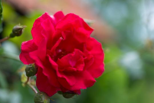Красная роза (18). Фото Свободно для коммерческого использования, Атрибуция не требуется. Бесплатное стоковое фото для свободного скачивания