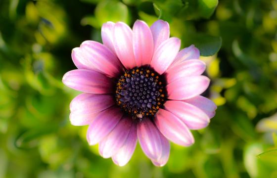 Маленький фиолетовый цветок. Фото Свободно для коммерческого использования, Атрибуция не требуется. Бесплатное стоковое фото для свободного скачивания