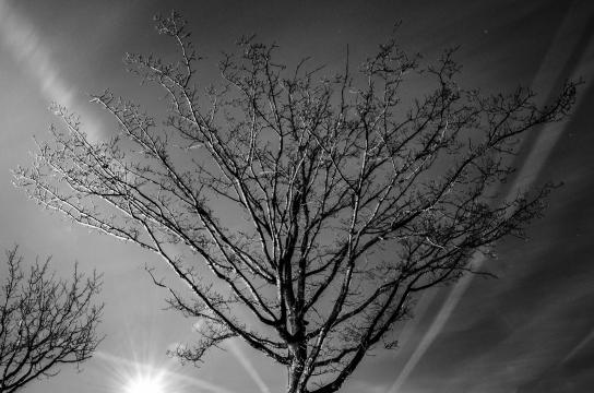 Черно-белое дерево. Фото Свободно для коммерческого использования, Атрибуция не требуется. Бесплатное стоковое фото для свободного скачивания